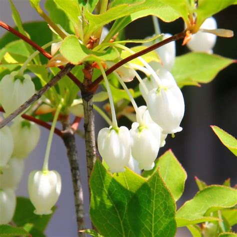 銅樹開花|ドウダンツツジの特徴・育て方・剪定時期・病気・害虫